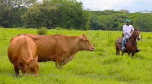 Lee más sobre el artículo Territorios PDET, rayos de esperanza que empiezan a brillar en Córdoba