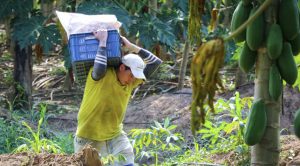 Lee más sobre el artículo Construirán centro de acopio de papaya tipo exportación en el Alto Sinú
