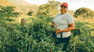 Lee más sobre el artículo 52 mil empleos en los últimos dos años con la implementación de los PDET