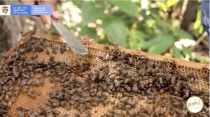 Lee más sobre el artículo Paso a paso Bajo Cauca se vuelve un territorio dulce