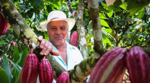 Lee más sobre el artículo Proyectos de cultivos de cacao permitirá sembrar 131 hectáreas para obtener chocolate de alta calidad