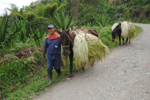 Lee más sobre el artículo ASÍ AVANZA EL PDET DE ALTO PATÍA