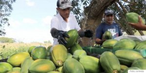 Lee más sobre el artículo 100 familias se unen para cultivar y exportar 4 mil toneladas de papaya al año