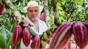 Lee más sobre el artículo “Cacao grano de oro, con sabor y aroma a paz”