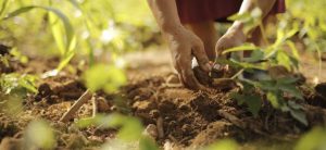 Lee más sobre el artículo Territorios PDET siembran 891 negocios verdes y proyectos que promueven el desarrollo sostenible