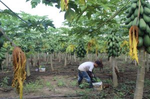 Lee más sobre el artículo Proyecto de papaya de víctimas del conflicto armado en Valencia, viento en popa