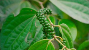 Lee más sobre el artículo La pimienta y el cacao saben y huelen a paz￼